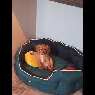 Cavapoo - Bitches