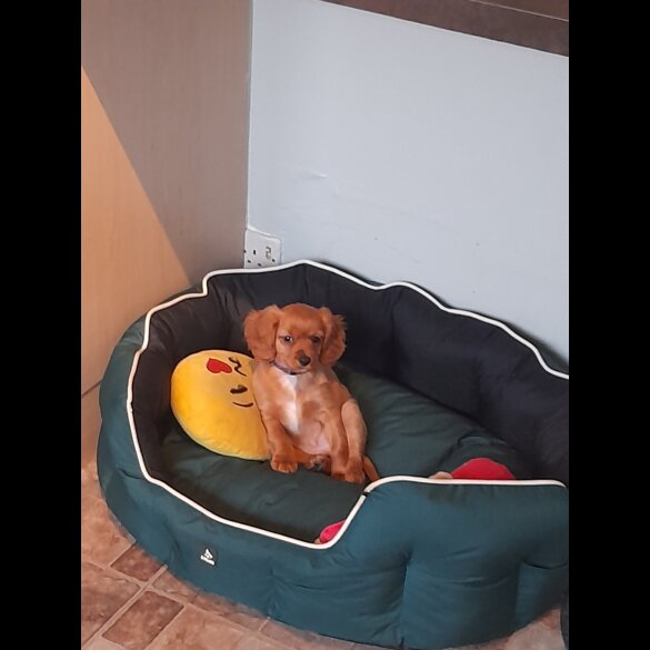 Cavapoo - Bitches
