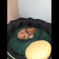 Cavapoo - Bitches