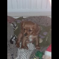 Cavapoo - Bitches