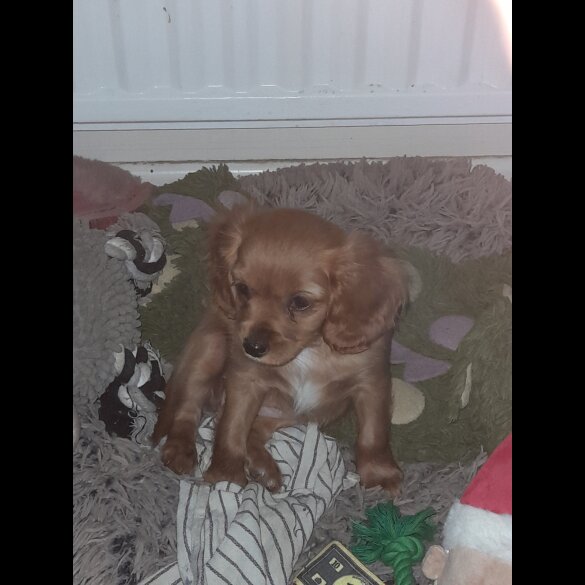 Cavapoo - Bitches