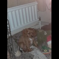 Cavapoo - Bitches