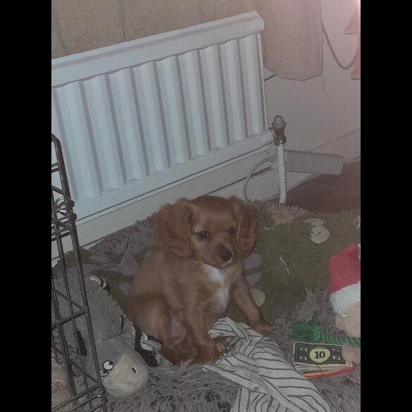 Cavapoo - Bitches