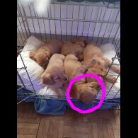 Cavapoo - Bitches
