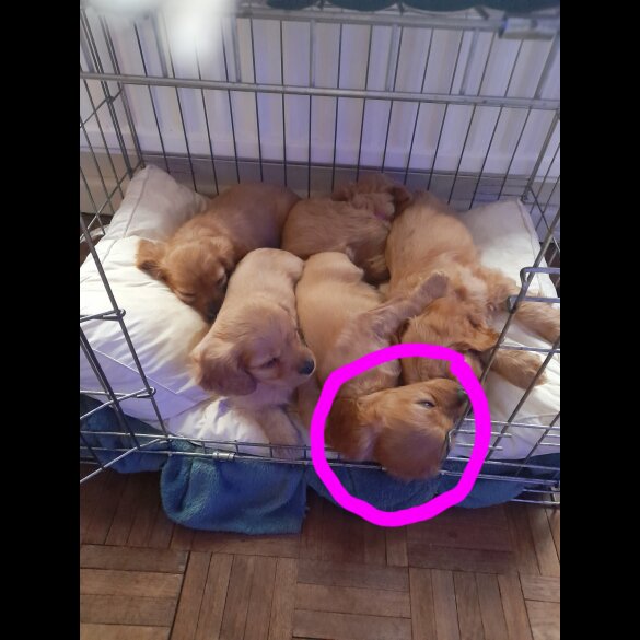 Cavapoo - Bitches