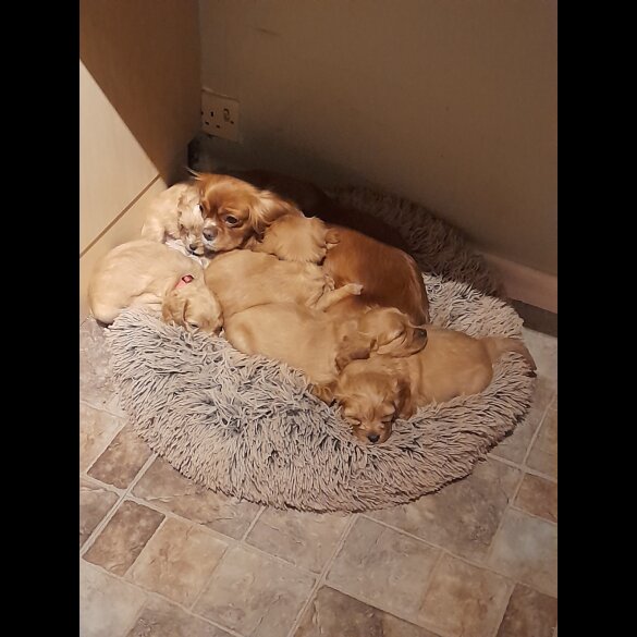 Cavapoo - Bitches