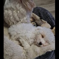 Cavapoo - Both
