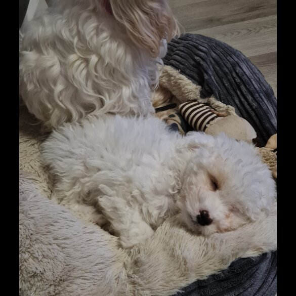 Cavapoo - Both