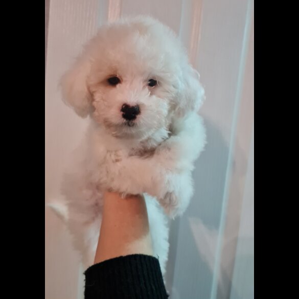 Cavapoo - Both