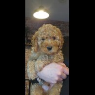 Cavapoo - Both