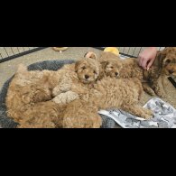 Cavapoo - Both