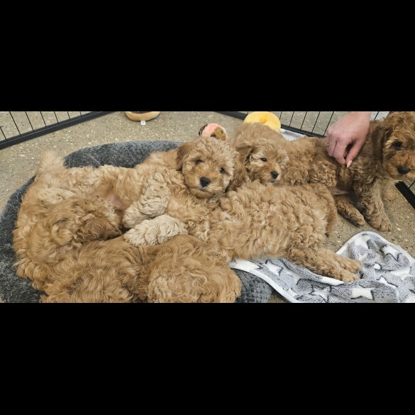 Cavapoo - Both