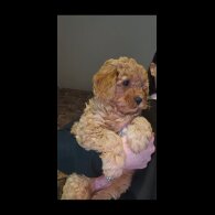 Cavapoo - Both