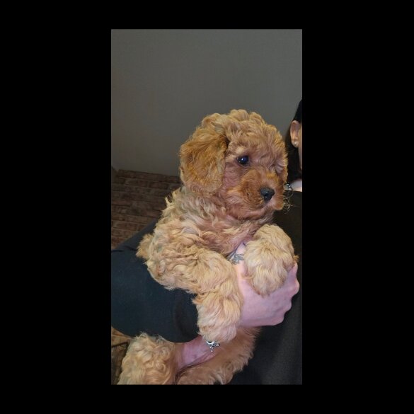 Cavapoo - Both