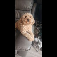 Cavapoo - Both
