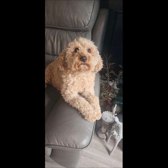 Cavapoo - Both