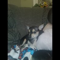 Chihuahua - Dogs
