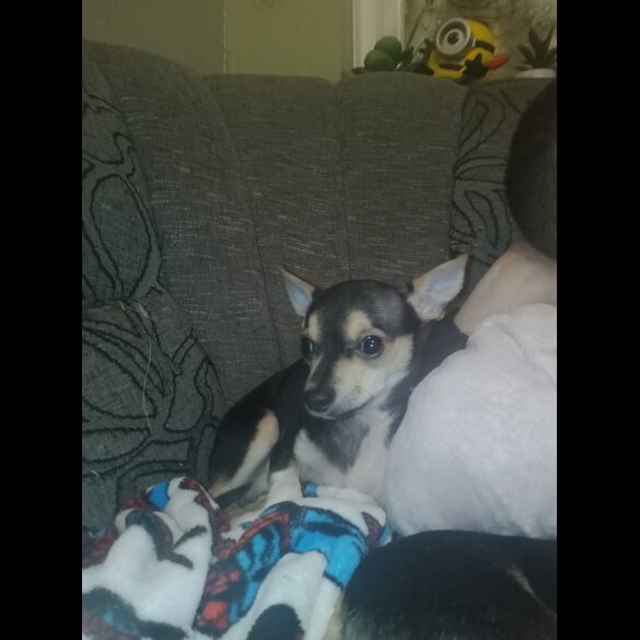 Chihuahua - Dogs