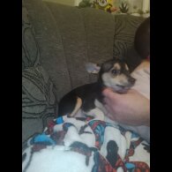 Chihuahua - Dogs