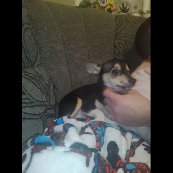Chihuahua - Dogs
