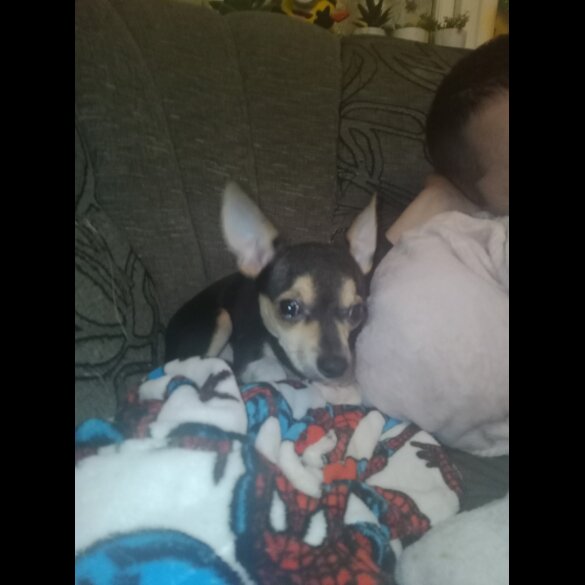 Chihuahua - Dogs