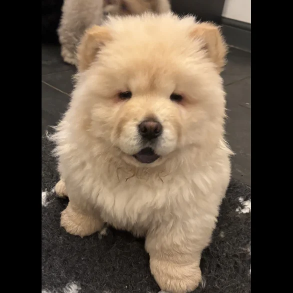 Chow Chow - Both
