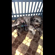 Cockapoo - Both