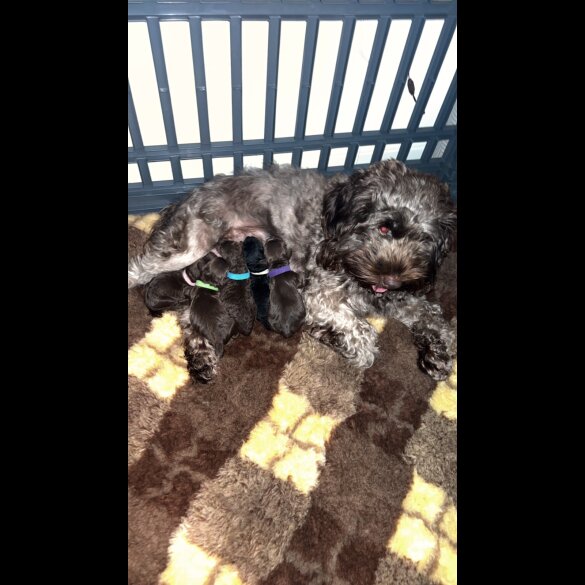 Cockapoo - Both