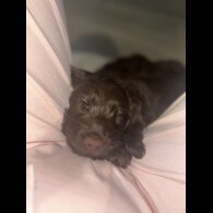 Cockapoo - Both
