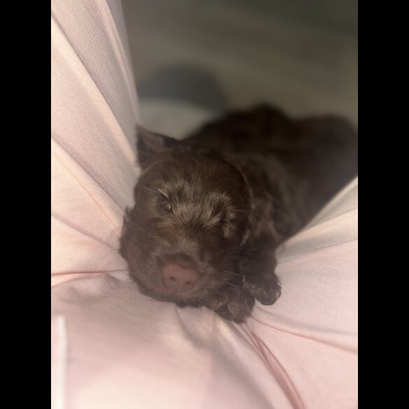 Cockapoo - Both