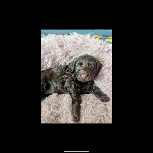 Cockapoo - Both