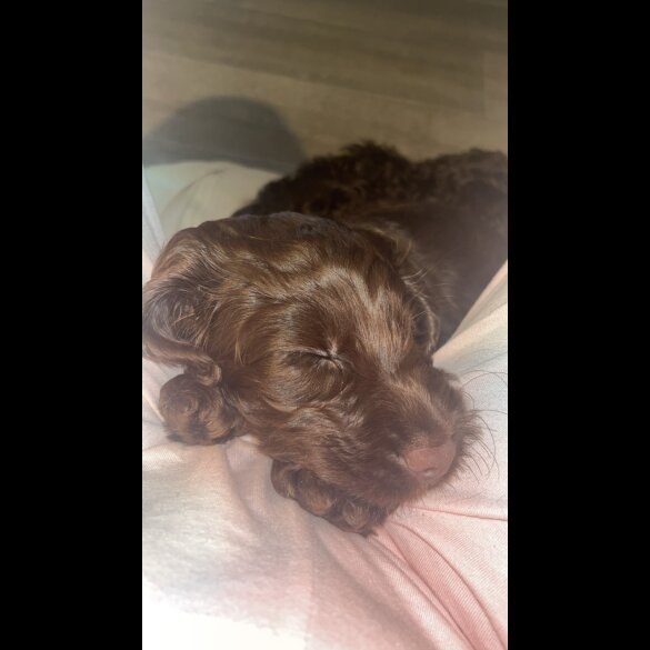 Cockapoo - Both