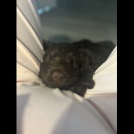 Cockapoo - Both
