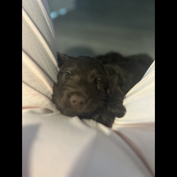 Cockapoo - Both
