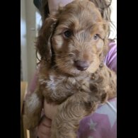 Cockapoo - Both