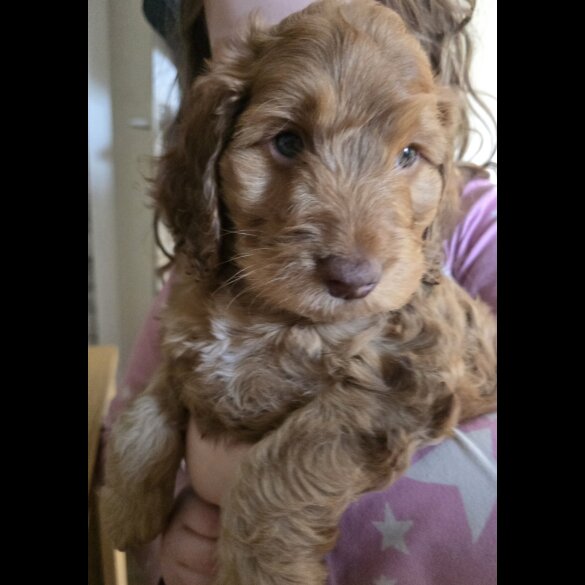 Cockapoo - Both