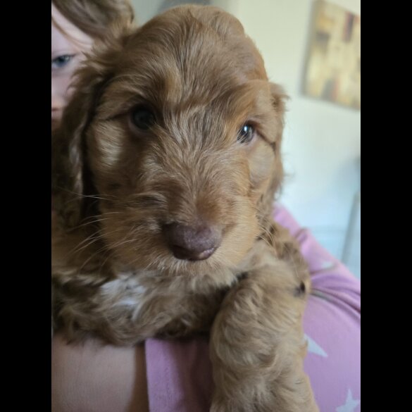 Cockapoo - Both