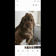 Cockapoo - Both