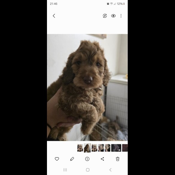 Cockapoo - Both