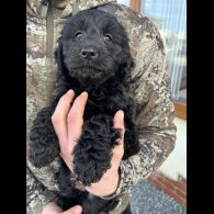 Cockapoo - Both