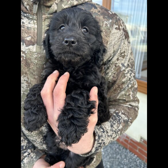 Cockapoo - Both