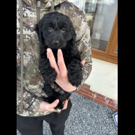 Cockapoo - Both