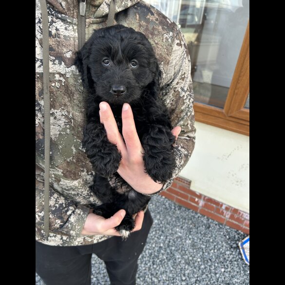 Cockapoo - Both