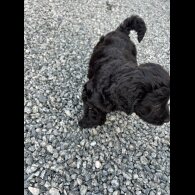 Cockapoo - Both