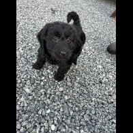Cockapoo - Both