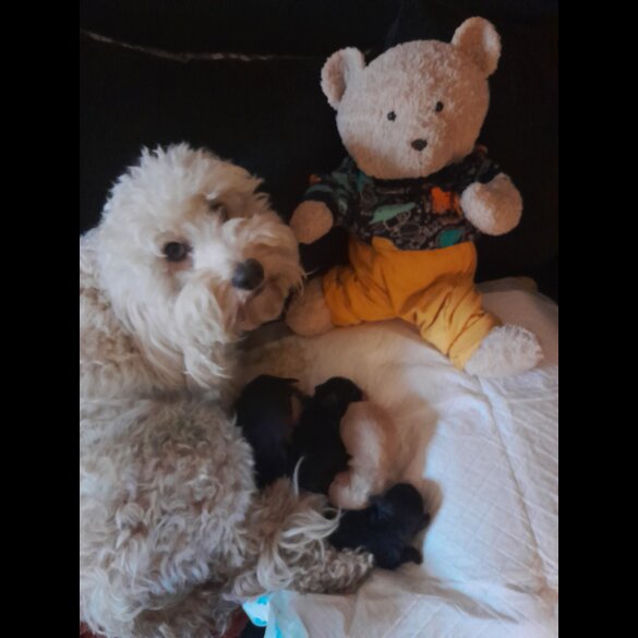Cockapoo - Both