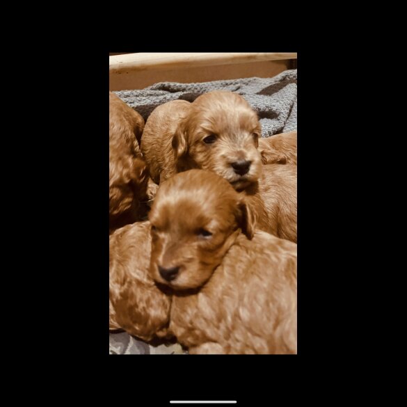 Cockapoo - Both