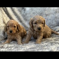 Cockapoo - Both