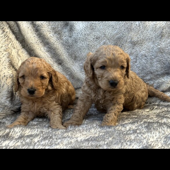 Cockapoo - Both
