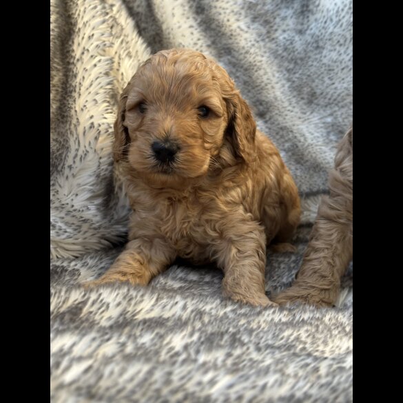 Cockapoo - Both